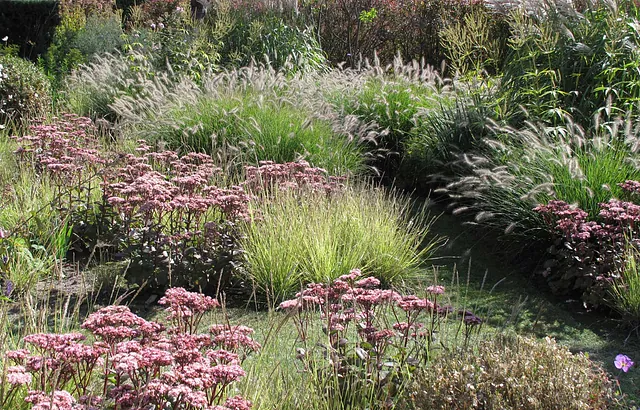 stads-tuinontwerp tribute tuin in nijmegen van het buitenland met roze sedum planten tussen geelgroene lage grassen