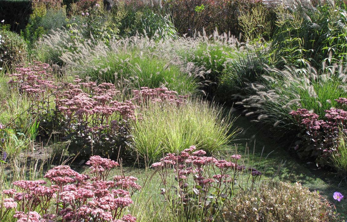 stads-tuinontwerp tribute tuin in nijmegen van het buitenland met roze sedum planten tussen geelgroene lage grassen